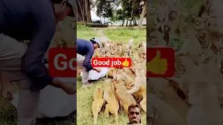 Feeding lots of monkey#funny #viral #comedy #foryou #shorts #monkey #wildlife