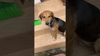 Adorable Dog Moments 🐾 Sweet and Calm Pet Video #malecoworld #dog #pets #new
