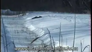 H&aacute;roml&aacute;b&uacute; g&iacute;mszarvas 1998