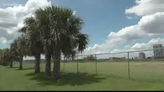 We VERIFY whether or not Florida palm trees are in danger of dying