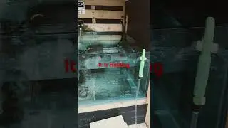 it seems we have fixed our 400 gallon aquarium that shattered over the winter!