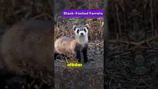 Black-Footed Ferrets Facts in Hindi #ferret #blackfootedferrets #facts
