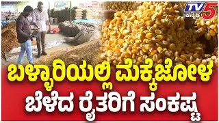 Ballari Farmers Struggle as Maize Support Price Not Implemented | ಮೆಕ್ಕೆಜೋಳ ಬೆಳೆದ ರೈತರಿಗೆ ಸಂಕಷ್ಟ