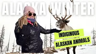 VISITING ALASKA | Northern light fail, and MANY MOOSE!