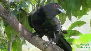 Cuckoo Bird Sound 🎵[CLEAR AUDIO]🎵 || Koel Bird Singing