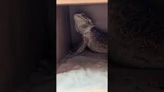 Dangerous Animal 😬😂 #beardeddragon #beardielife #reptiles #trigger #davidattenborough