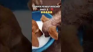 Dog's life matter 🙏🙏💔