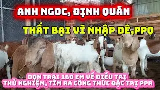 Anh Ngọc định quán , thất bại vì đàn dê bị bệnh lạ ppQ....