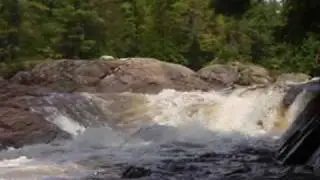 Bottom Moose