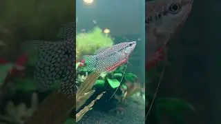 Pearl gourami in the house❤️ #aquarium #fish #aquascaping #colors #animals