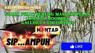 SIP... AMPUH - SUARA PIKAT BURUNG MANDAR PELAN Common MOORHEN GALLINULA CHLOROPUS