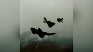 92914 - Quiet Water (Audio)