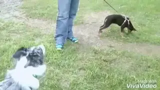 Socialising our aggressive dog to our puppy