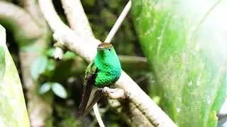 Coppery-headed Emerald (Elivra cupreiceps)