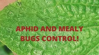 Mealy bugs and Aphid control