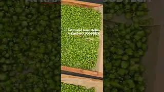 MANUFACTURING DEHYDRATED GREEN CHILLI FLAKES AT Kaadhyafoodtech