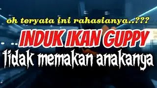 TERNYATA..???begini ya,rahasia induk ikan Guppy tidak memakan anakanya