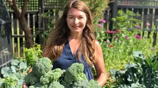 Harvesting & Preserving Homegrown Broccoli