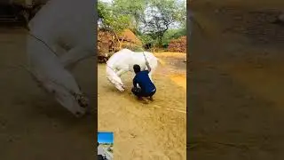 vell dancer mare 🫣 horse lover WhatsApp status 🥰 mr CaRsho