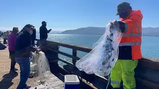 Herring Run ( Candlestick Point )