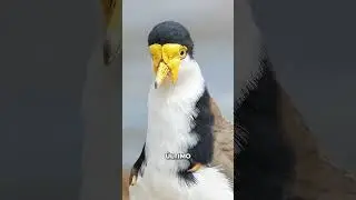 UN AVE QUE PARECE TENER UNA M&Aacute;SCARA - Vanellus miles
