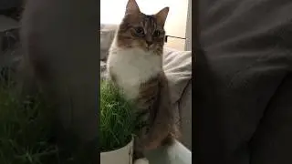 Yummy Cat grass #cat #grass #pet more at @KiyojiCats