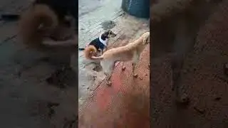 feeding hungry stray  dogs , cat life at voiceless Souls is live!