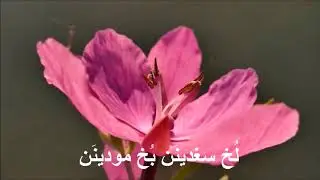 طوني حرب_لُخ مشبحينَن tony harb _lokh mchab7inan