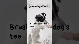 Unlocking Top Dog Grooming Tips You Need to Know! #doglove #groomingtips #happypup