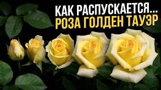 Как распускается роза  Голден Тауэр -  Golden Tower (Tantau Германия, 2005)