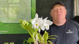 Orquídeas Floridas à Venda | NOVIDADES!