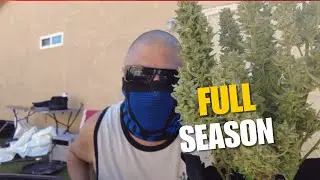 White Widow & Blueberry Full Season: Grow To Chop