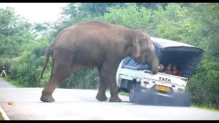 Elephant herd, Bear & Leopard තුන්පත්රෑණ වලසා කොටියා