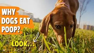 WHY Do DOGS EAT POOP? 🐶💩