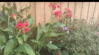 Terreiro com v&aacute;rias flores ❤️❤️❤️