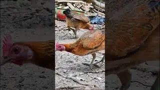 #ViralChickens #Trending #AnimalLovers #FarmVlogs #PetChickens #ChickenBreeds #PoultryFarming