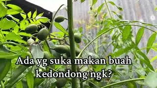 Ada yg suka makan buah kedondong ngk?
