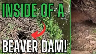 Ever Seen INSIDE a Beaver's Dam / Lodge??( Underwater footage as well!)