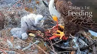 #114🦅🐥20&deg;🐥15&deg;／Winter Park Eagle Nest 2026／Against All Odds:One-Eyed Mom／by Winter Park Eagle Cam