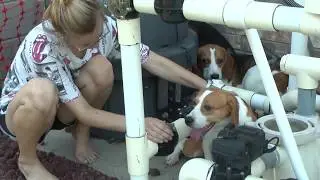BFP's Summer 2017 Rescue