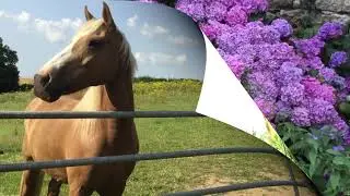 Beautiful Bieuzy  ||  03 août 2021
