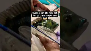 Tilapia buttikofri is real monster fish😱 #tilapia #fish #shortsviral #viralvideo #ytshorts #shorts