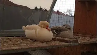 The Quiet Life: White Mandarin Duck Pair (ASMR)