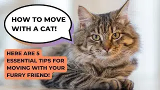 Moving with a cat - Packing and Moving Tips!