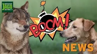 Wolf bei&szlig;t Hund, Rehrettung, Reh am Auto, Vorstandswahl, Polizeialarm - DJZ-NEWS KW 4 2016