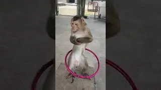 funny monkey 😂 #shorts  #funny  #channelshorts