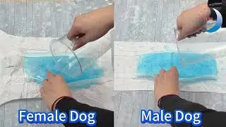 🎥 Check out the real absorption performance of our pet diapers with a 500ml saturation test!