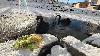 Пруд подмерзает