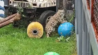 Injured snow leopard cub begins final phase of treatment in Qinghai