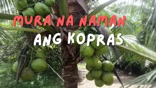 BUMABA NA NAMAN ANG PRESYO NG KOPRA||#copra #coconut #farming 